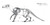 1820s -cuvier_tiny